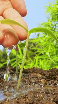 Vertical video. Hand Gently Pours Water onto Young Seedling in Macro Low Angle Slow Motion, Caring for New Plant Growth in Sunny Garden
