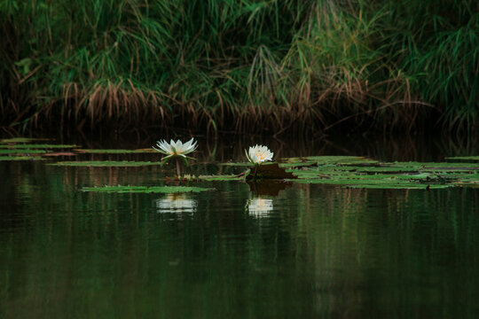dotleaf waterlilies ( Nymphaea ampla) in the Macal river, Belize.