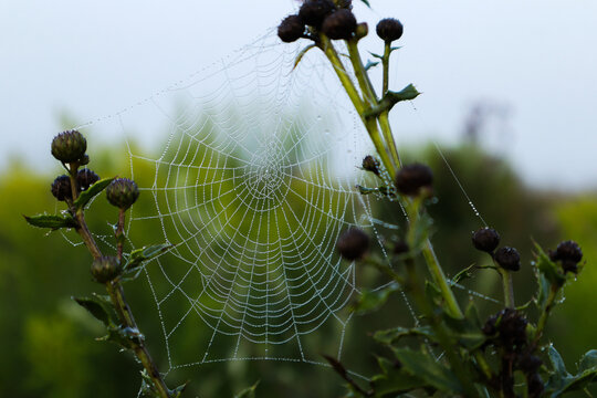 A fine web of dewdrops among meadow plants