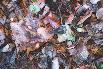 Close-up of Frosted Autumn Leaves on Ground in Winter Transition © michelangeloop