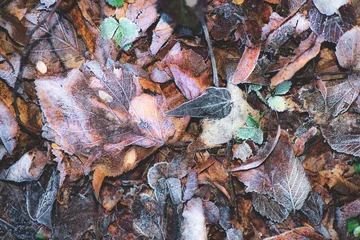 Close-up of Frosted Autumn Leaves on Ground in Winter Transition © michelangeloop