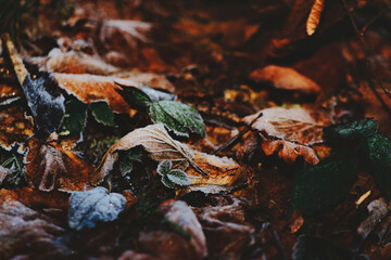 Close Up of Frost Covered Fallen Leaves in Cold Weather © michelangeloop