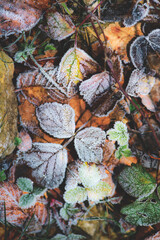 Close-up image of frosted autumn leaves © michelangeloop