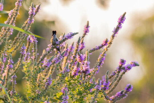Palestine Sunbird (Cinnyris osea) takes nectar from a flower with a beautiful purple flowers background