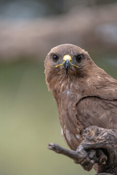 Common buzzard (Buteo buteo) photographed in Spain