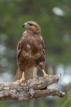 Common buzzard (Buteo buteo) photographed in Spain