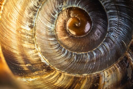 Close up view of a spiral snail shell found on a sandy beach during a sunny day