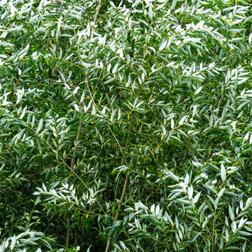 Dense silver willow foliage background with green leaves