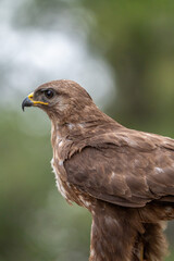 Fototapeta premium Common buzzard (Buteo buteo) photographed in Spain