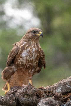 Common buzzard (Buteo buteo) photographed in Spain