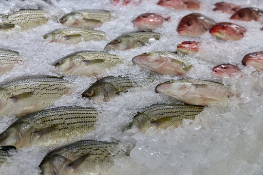 Fresh fish, including striped bass and red snapper, displayed on crushed ice at a seafood market counter.