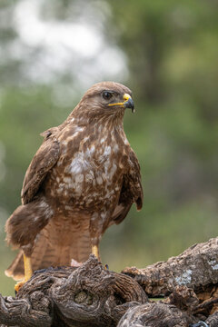 Common buzzard (Buteo buteo) photographed in Spain