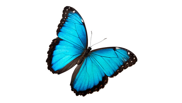 Beautiful bright blue tropical morpho butterfly insect asset isolated on transparent background