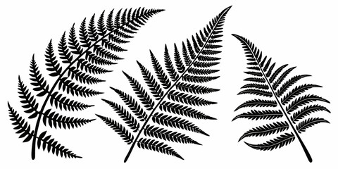 Black fern silhouettes, isolated botanical leaves on white background, leaf © RABBY