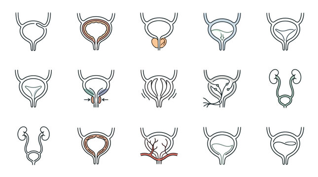 Human Urinary System Anatomy Icons: Bladder, Kidneys, Ureters, Urethra - Medical Illustration