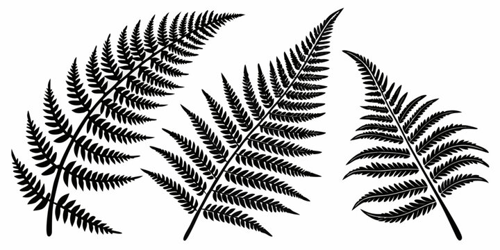 Black fern silhouettes, isolated botanical leaves on white background, leaf