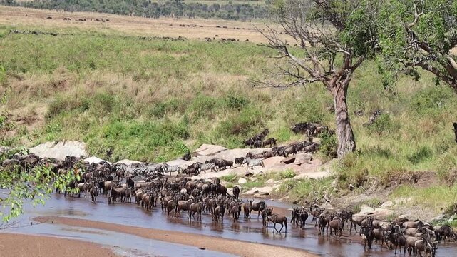 Huge wildebeest herd crossing the Mara river during great migration