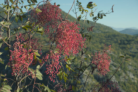 shrub and red fruits of Terebinth, Skadar Lake National Park, Montenegro