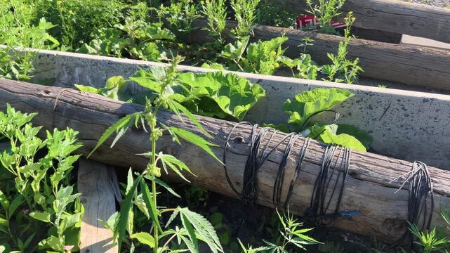 Cannabis plant with forming flower bud growing near wooden border in summer garden