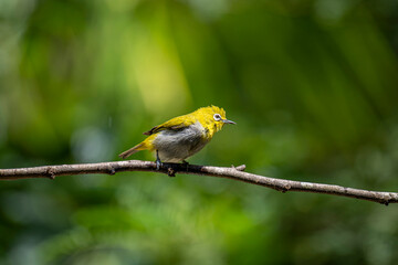 Fototapeta premium An Indian white-eye (Zosterops palpebrosus) perches alertly on a bare branch. It features a bright olive-yellow upper body, whitish underparts, and its signature distinct white ring around the eye.