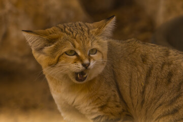 Obraz premium Adorable Sand Cat (Felis margarita) portrait with open mouth showing teeths desert background
