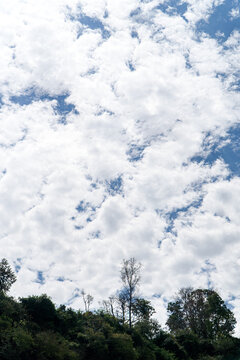 Dramatic Fluffy White Cloudy Sky Above Silhouetted Trees
