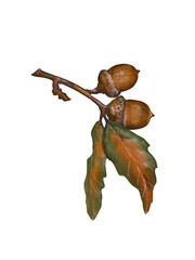 Oak tree branch with acorns and leaves, botanical illustration isolated on white background © Dasha