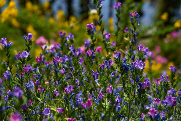 Fototapeta premium Viper's bugloss flowers close up