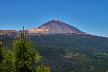 Fototapeta premium Pico del Teide above pine forest