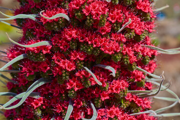 Fototapeta premium Tajinaste rojo flower spike detail