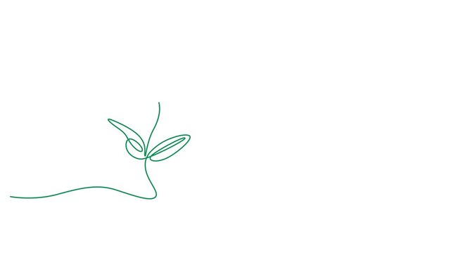 Minimalist Single Line Flower Vector Art, Delicate Botanical Illustration, Elegant Floral Design, Continuous Line Drawing, Organic Nature Element 4k video