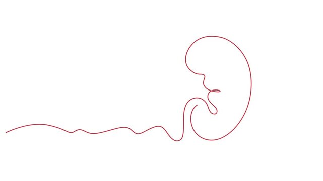 Continuous Line Art Kidney Vector, Medical Organ Illustration, Minimalist Red Outline for Healthcare and Science Concepts 4k video