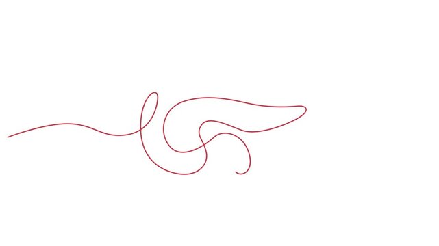 Minimalist Pancreas Vector Art, Single Line Drawing of Digestive Organ, Medical Illustration for Healthcare and Science 4k video