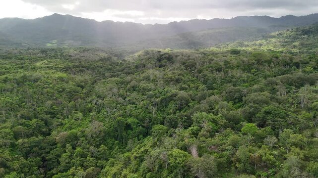 Large green forest in the mountains, with trees and hills stretching far.