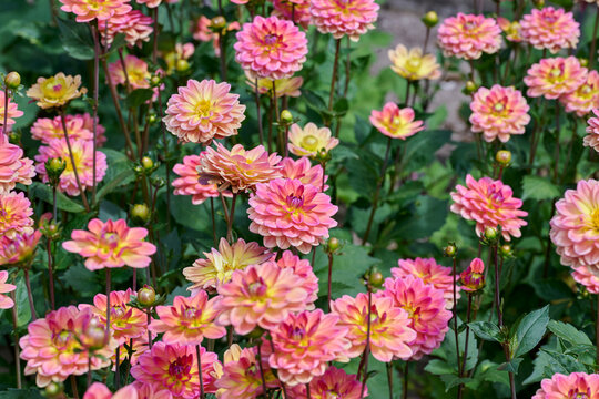 flowerbed with pink dahlias with yellow and white edges
