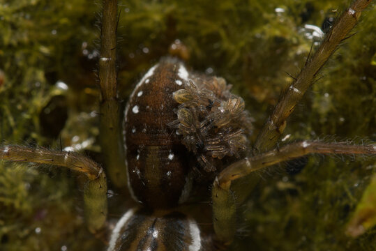 Female wolf spider carrying spiderlings on her back in wet moss