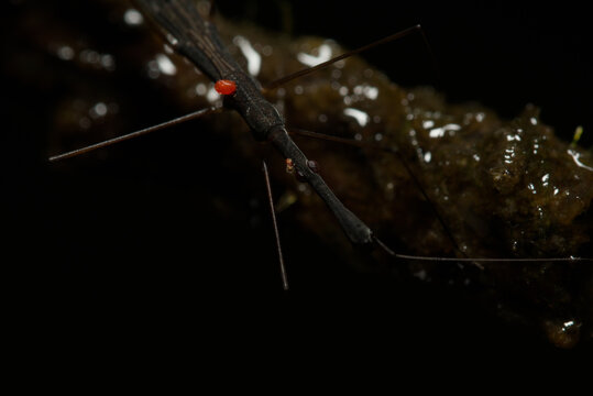 Slender aquatic bug carrying one red parasitic mite on wet ground