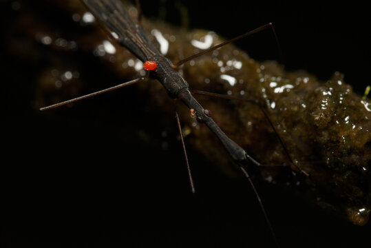 Slender aquatic bug carrying a red mite beside shallow water