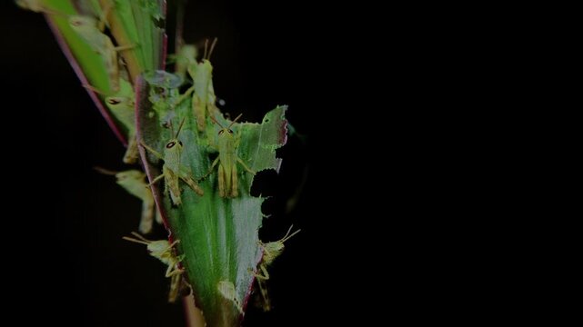 close up of several young grasshoppers or nymphs on a green leaf (Locusta migratoria)