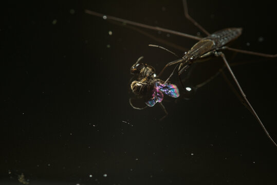 Water strider feeding on a captured fly on dark water