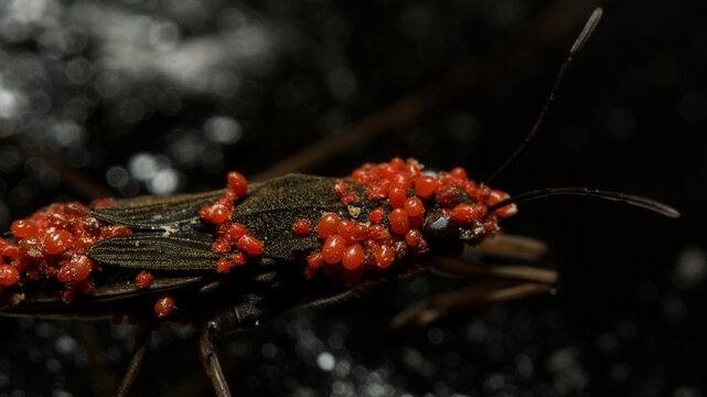 Aquatic surface bug heavily infested with red parasitic mites