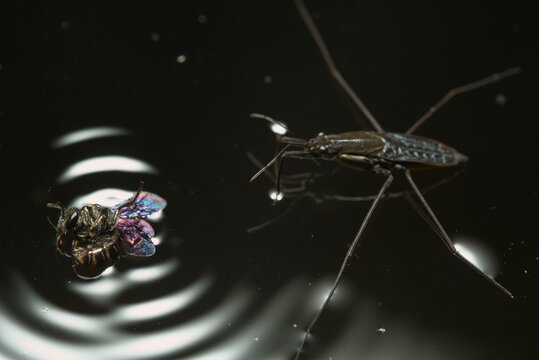 Water strider approaching captured prey through circular ripples