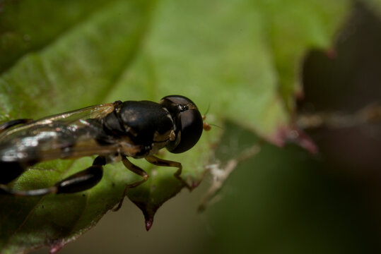 Hoverfly resting on the edge of a green leaf