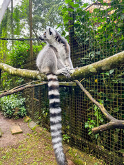 Fototapeta premium Ring-tailed lemur perched on a tree branch, displaying its distinctive black-and-white striped tail, an iconic primate native to Madagascar and a symbol of wildlife conservation.