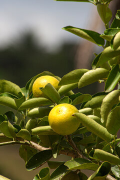 Frutos c&iacute;tricos em &aacute;rvore de pomar no interior de Pernambuco, Brasil