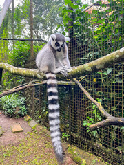 Fototapeta premium Ring-tailed lemur perched on a tree branch, displaying its distinctive black-and-white striped tail, an iconic primate native to Madagascar and a symbol of wildlife conservation.