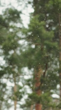Vertical video. Snowflakes fall before an out-of-focus pine forest in early winter.
