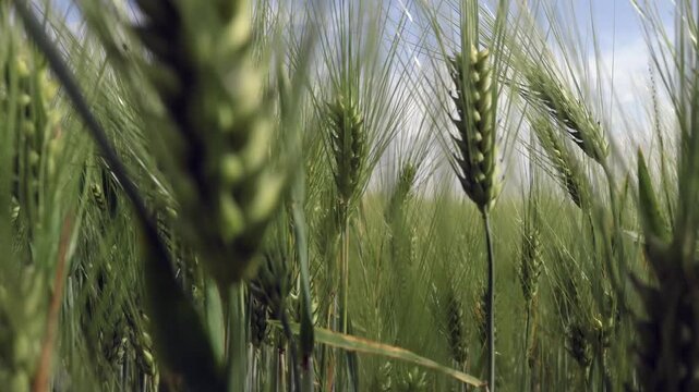 crop oat