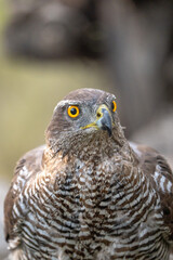 Fototapeta premium Common goshawk (Accipiter gentilis) photographed in Spain