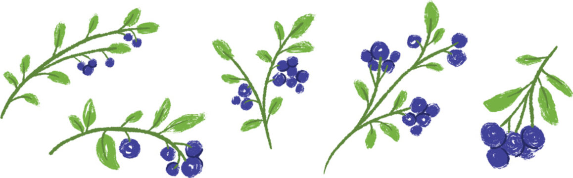 Textured hand drawn blueberry branches with leaves and ripe berries vector set isolated on white. Vector illustration in naive childlike crayon or pencil style for kid book.